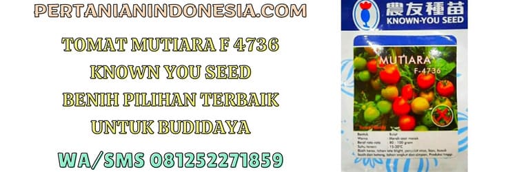 benih,benih tomat,benih tomat mutiara f 4736,mutiara known you seed,benih tomat mutiara